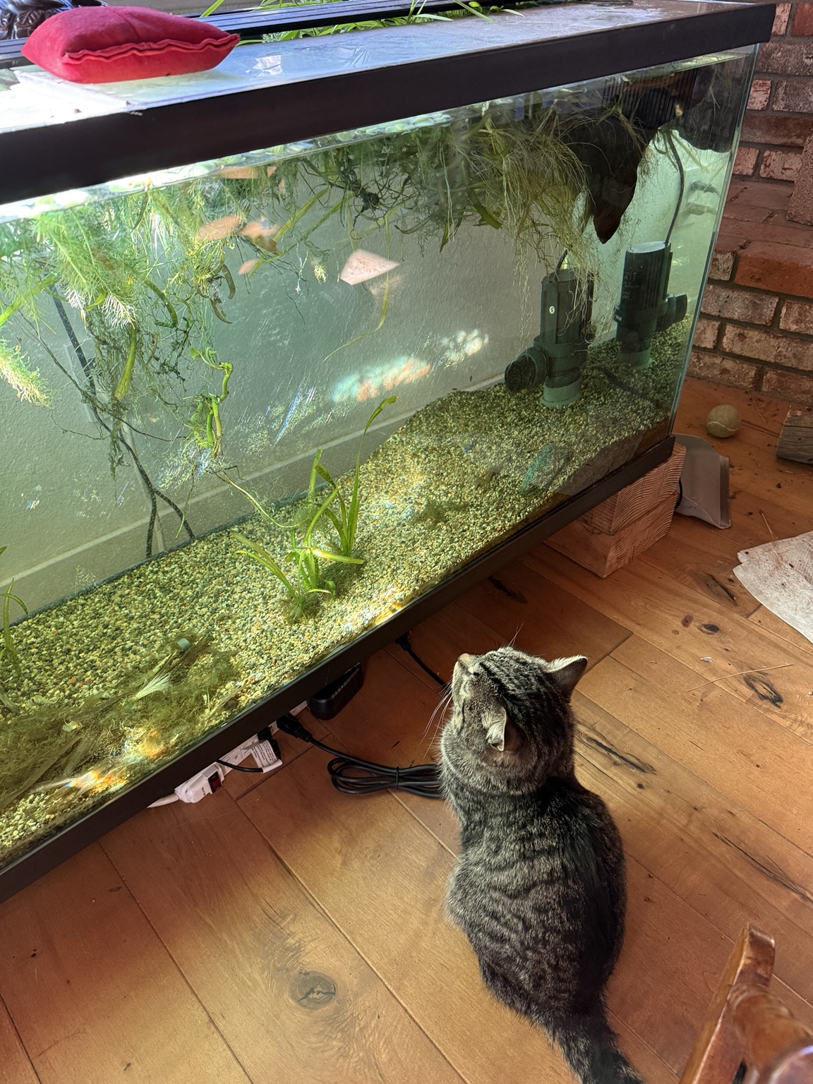 In-home Entertainment
